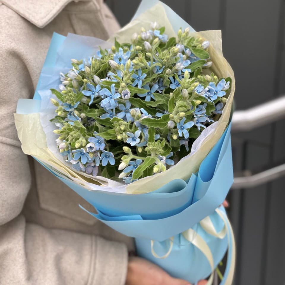 Букет из оксипеталума Северное сияние