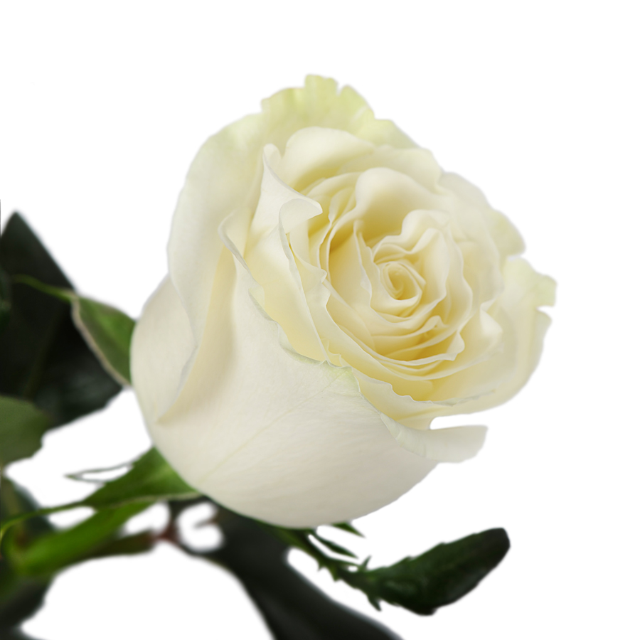 Букет Тёплые слова из тюльпанов, розовых роз и генисты