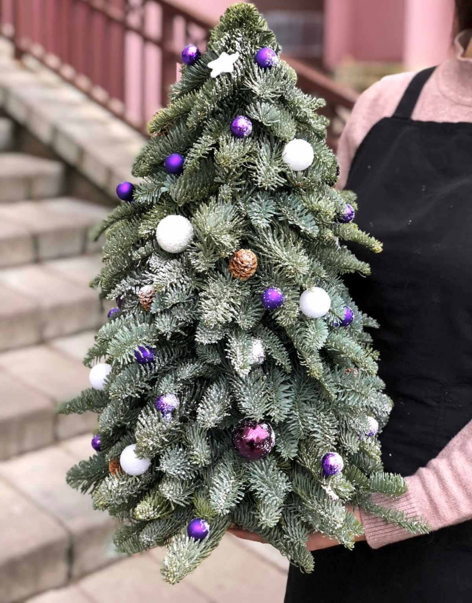 Датская Пихта (Нобилис)