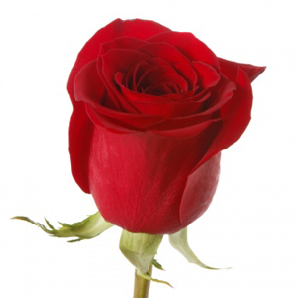 Букет Итальянские каникулы из ирисов, розы сорта квинси, скиммии и эустомы